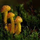 Pholiota flammans