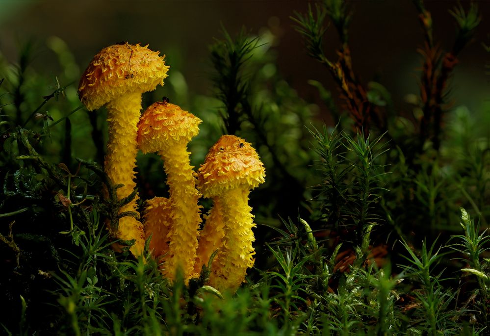 Pholiota flammans