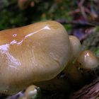 Pholiota lenta.