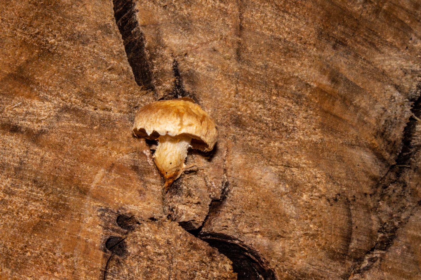 Pholiota populnea