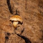 Pholiota populnea