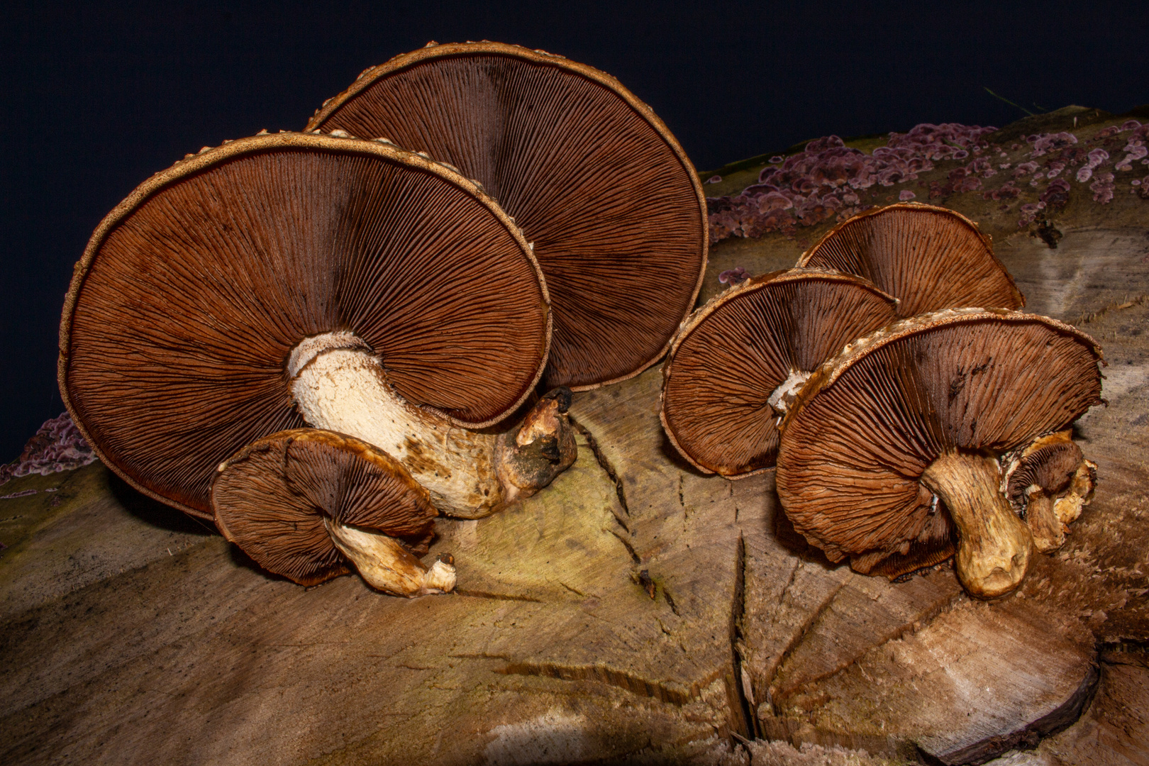 Pholiota populnea