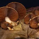 Pholiota populnea