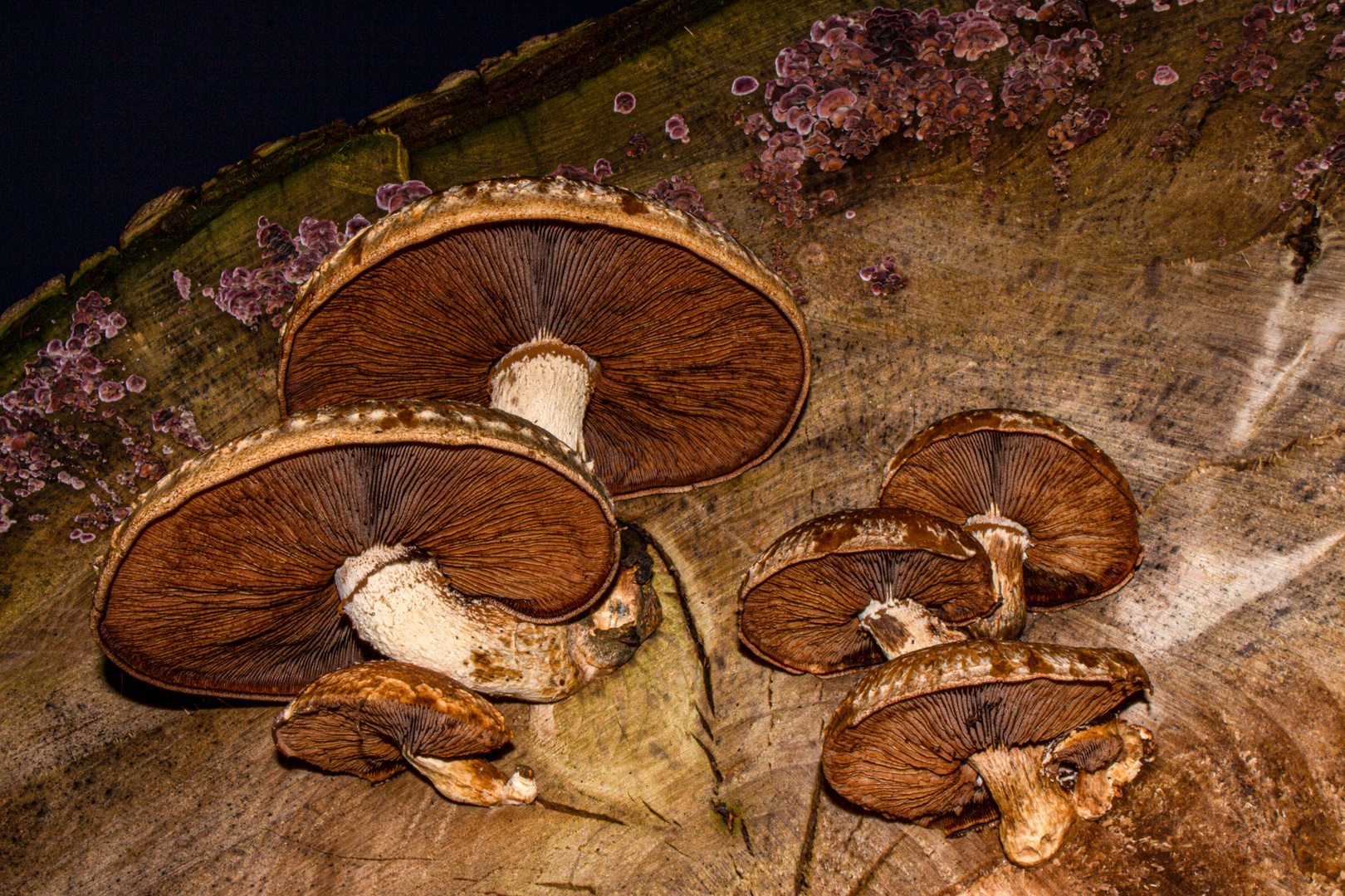 Pholiota populnea