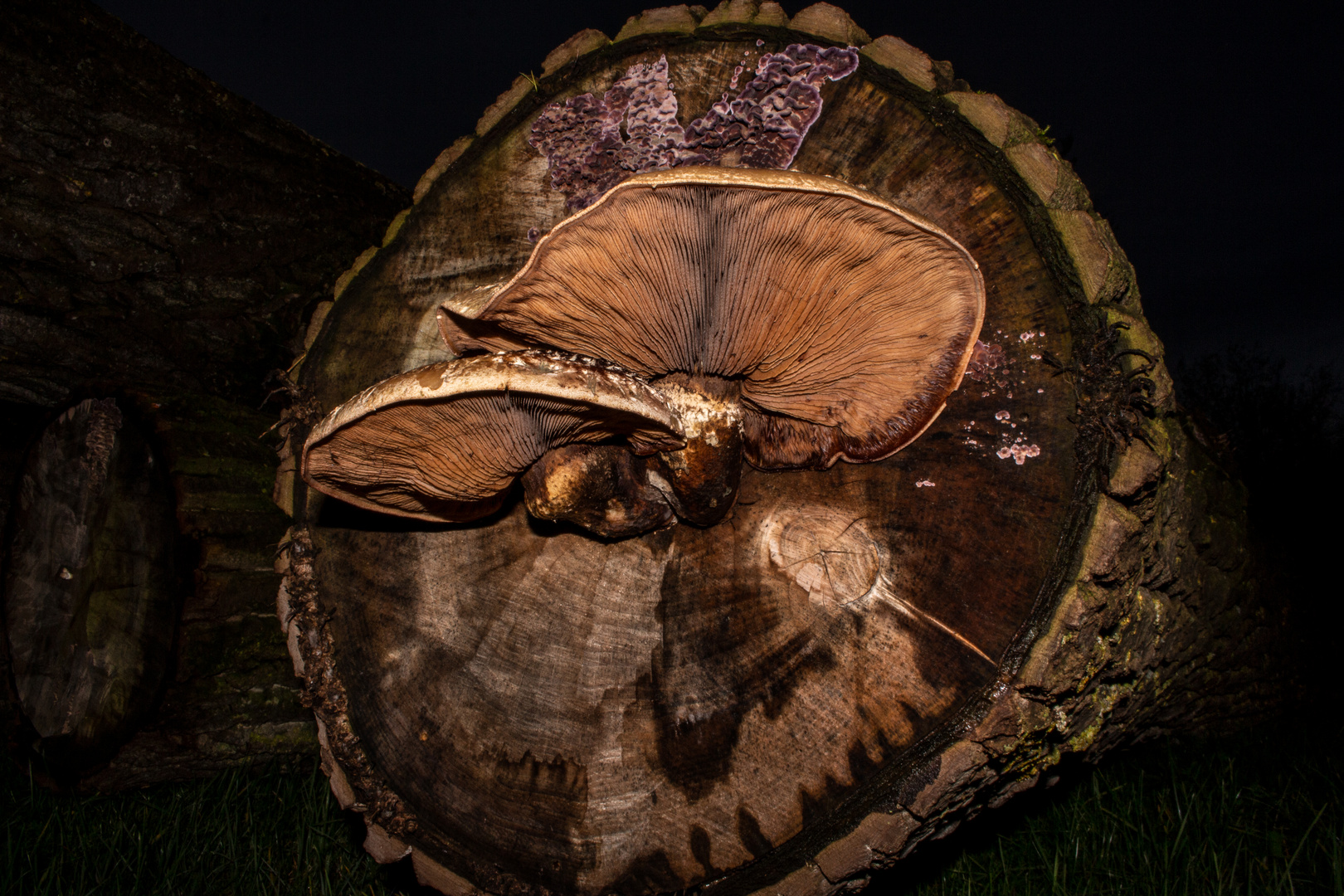 Pholiota populnea