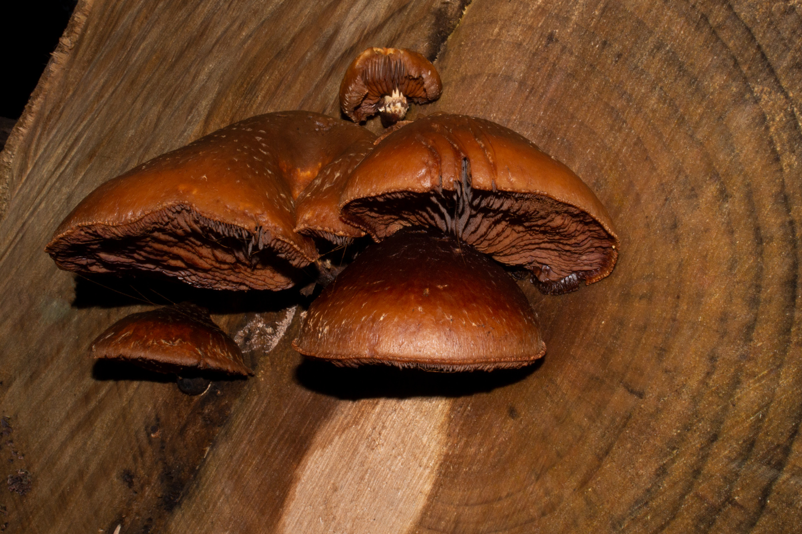 Pholiota populnea