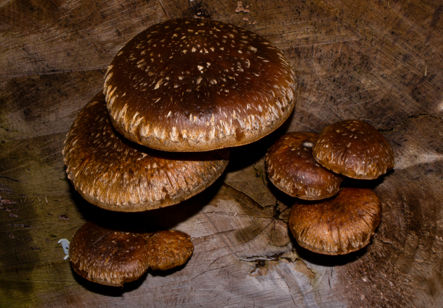 Pholiota populnea