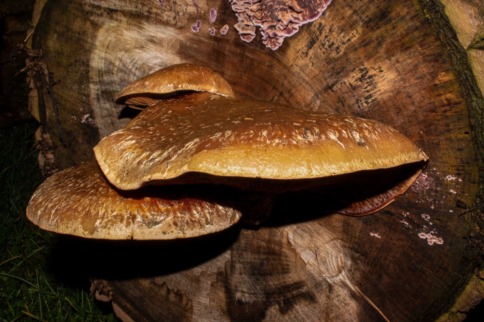 Pholiota populnea