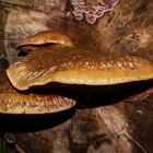 Pholiota populnea