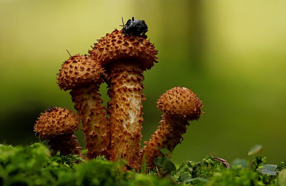 Pholiota squarrosa