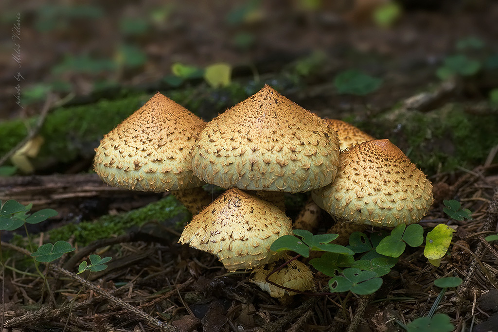 Pholiota squarrosa