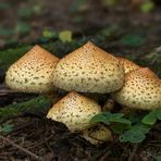 Pholiota squarrosa