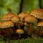 Pholiota squarrosa