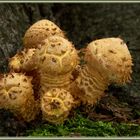 Pholiota squarrosa, Sparriger Schüppling