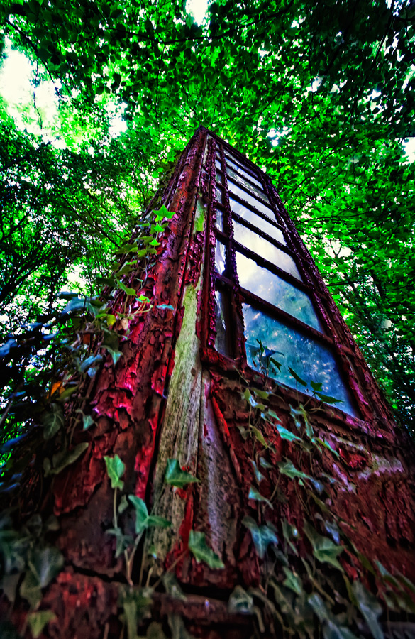 Phone in the Forest