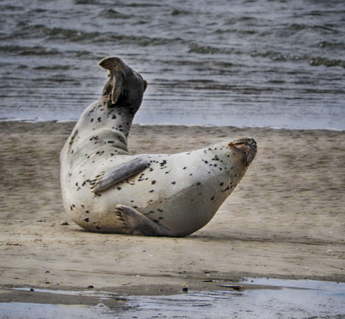 phoque en baie d' authie