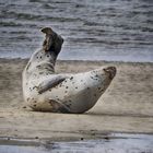 phoque en baie d' authie