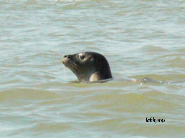 phoque en baie de Somme