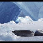 Phoques crabiers sur la banquise, Terre Adélie, hiver 1990