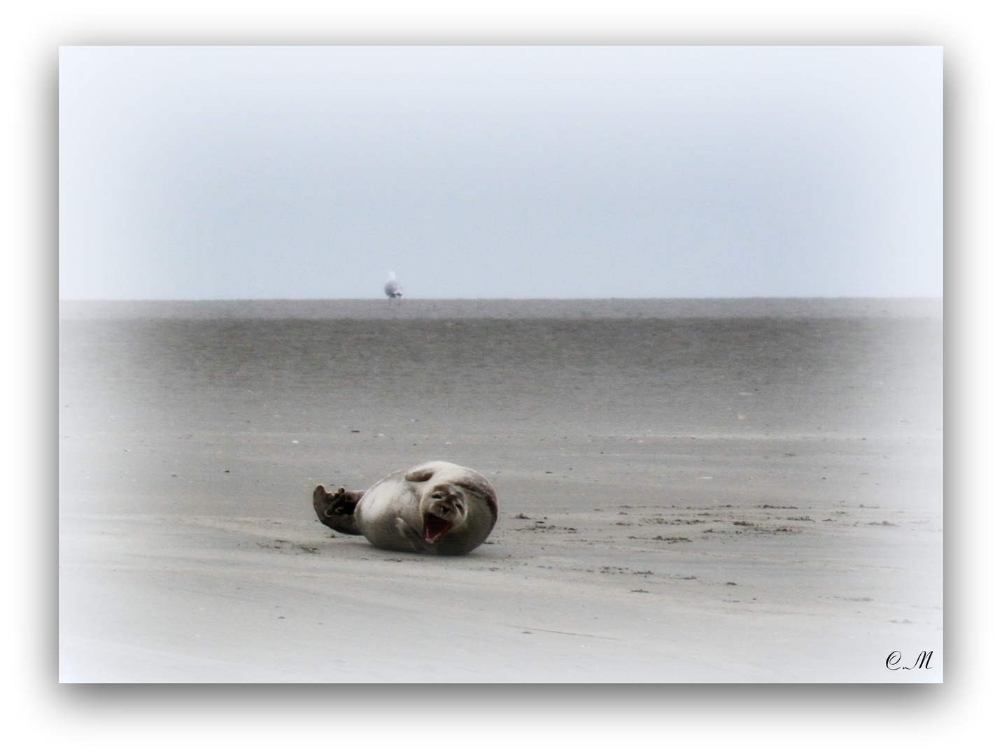 Phoques dans la baie d'Authie