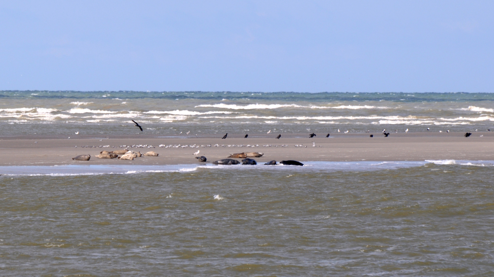 phoques en baie d' authie