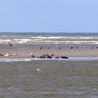 phoques en baie d' authie