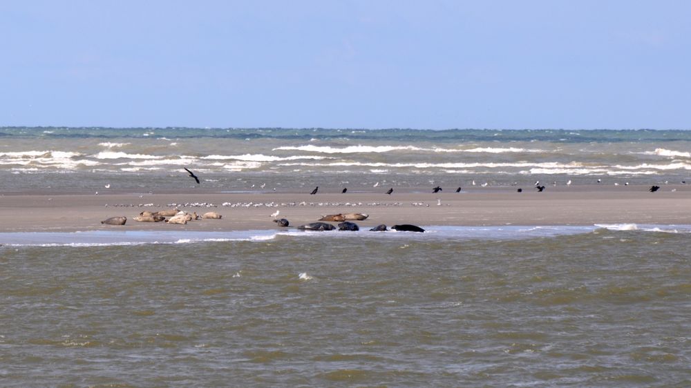 phoques en baie d' authie