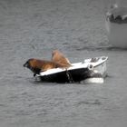 Phoques en croisière :)))