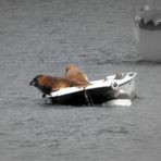 Phoques en croisière :)))