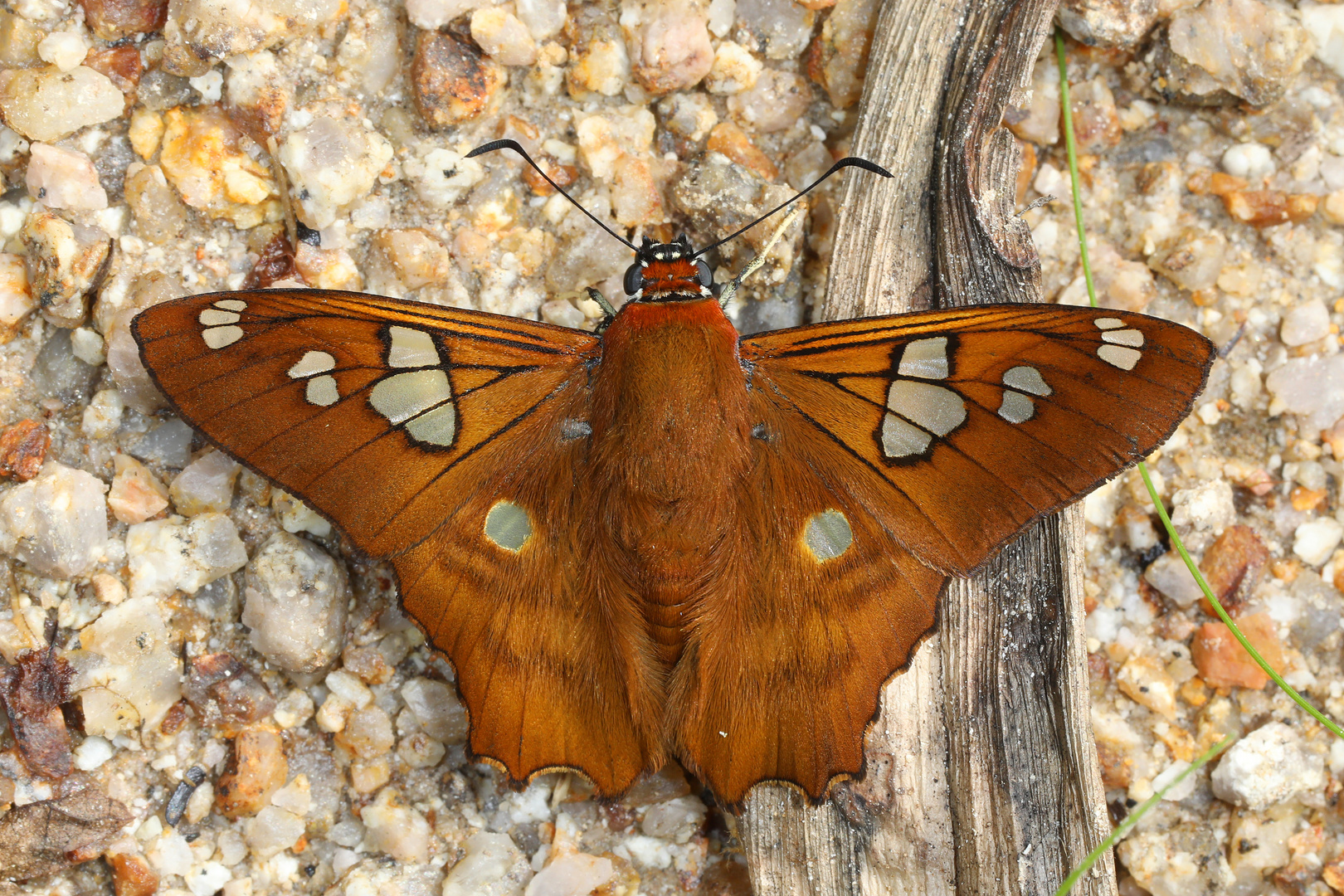 Phoronis Myscelus (Myscelus phoronis phoronis)