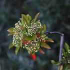 Photinia Davidiana