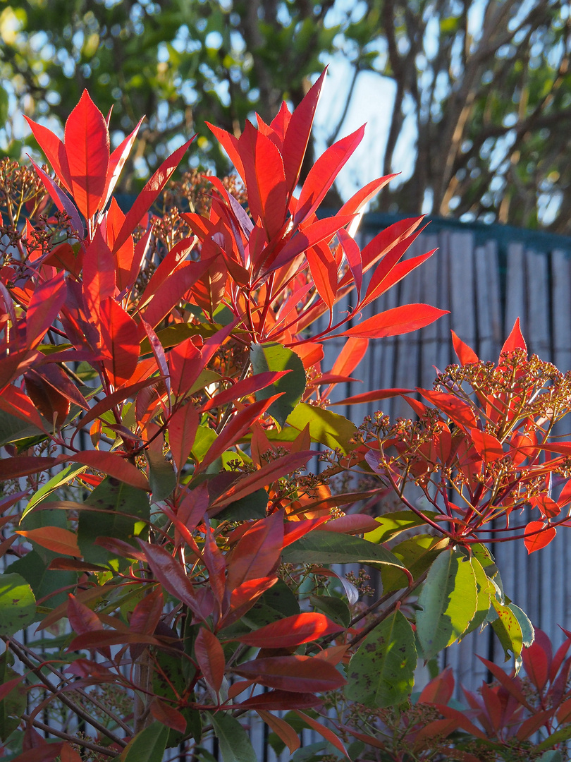 Photinia en fin d’après-midi