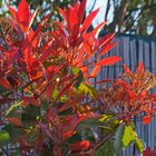 Photinia en fin d’après-midi