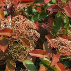 Photinia en fleurs