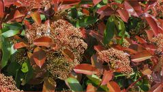 Photinia en fleurs