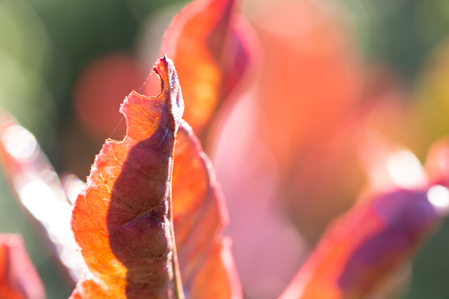 Photinia Red Robin