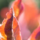 Photinia Red Robin