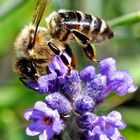 Photo d' abeille