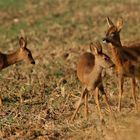 Photo de famille