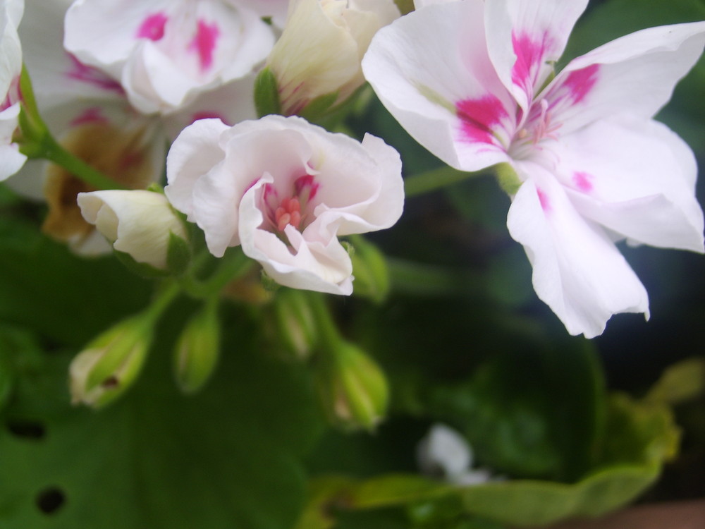 Photo Fleurs