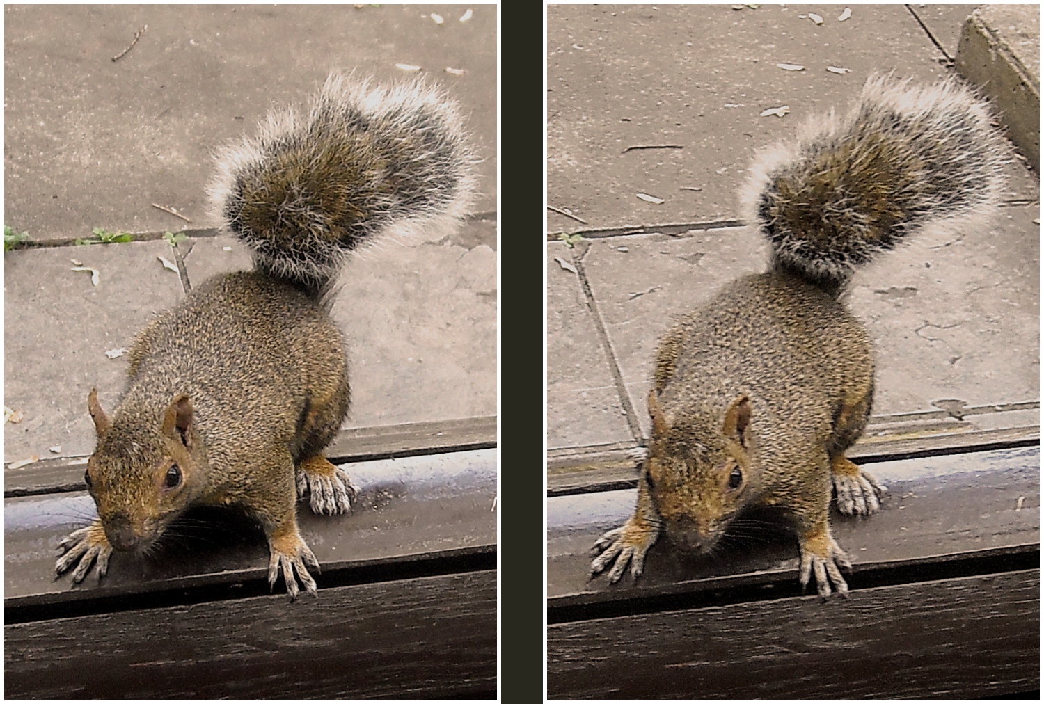 Photo of a little curious squirrel