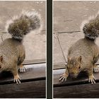 Photo of a little curious squirrel