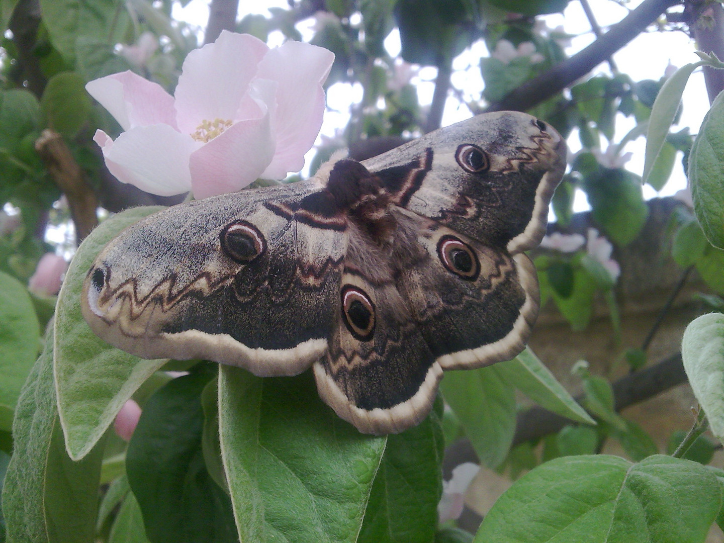 Photo of Giant Peacock Moth, Saturnia pyri.