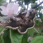 Photo of Giant Peacock Moth, Saturnia pyri.