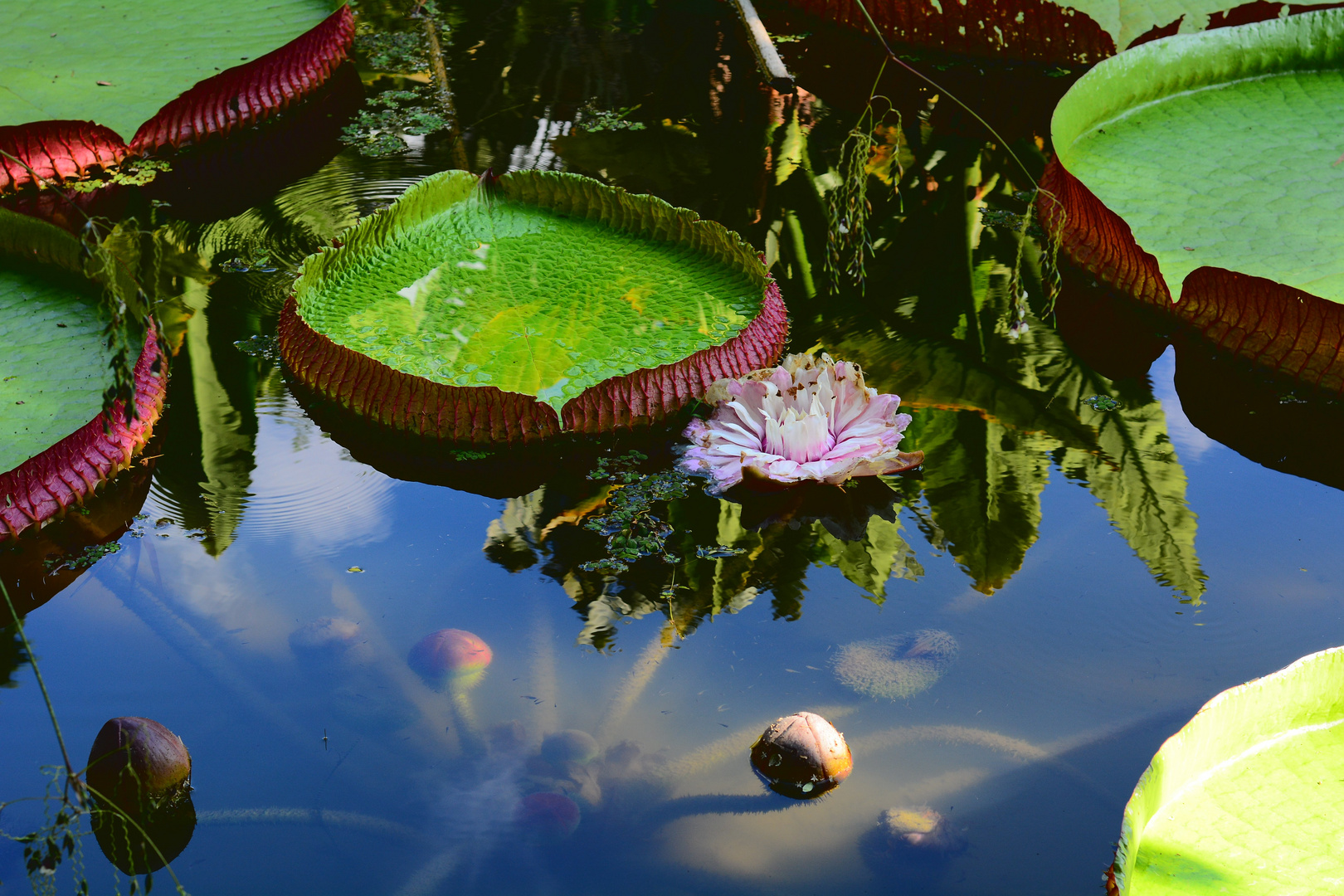 Photo of the day, Botanico Rio de Janeiro