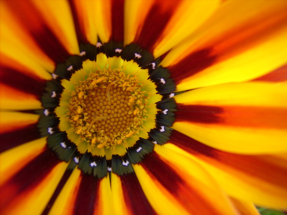 Photo of the day in webshots.com (5.nov.2009- feature: home & garden)