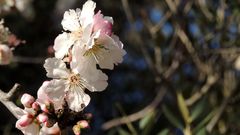 Photo prise à Antibes - Photoergreifung an Antibes ( 10 février 2015 )