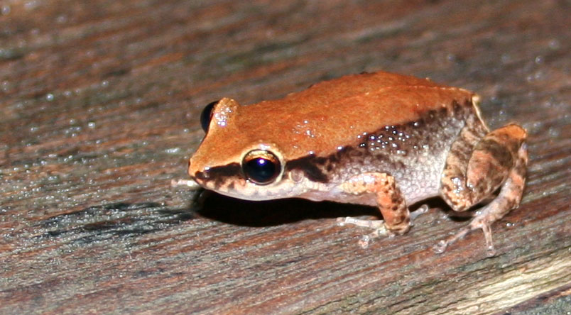 Photo prise en Guadeloupe d'une grenouille mâle