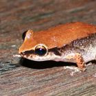 Photo prise en Guadeloupe d'une grenouille mâle