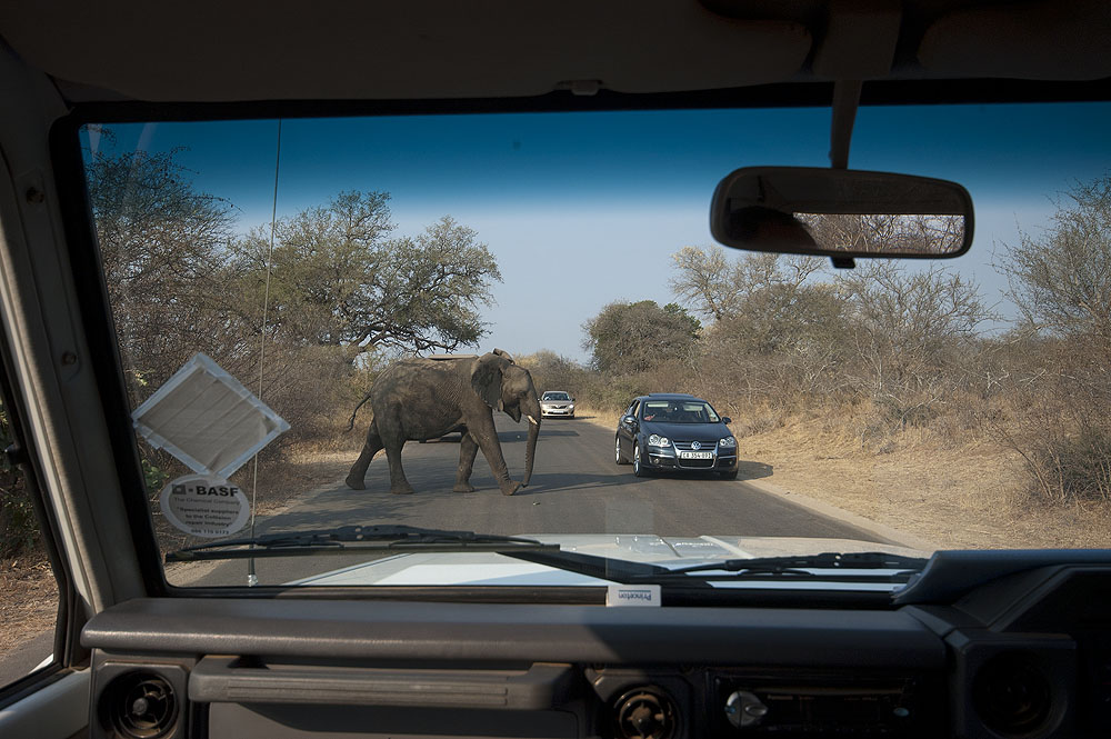 Photo Safari in Kruger Park